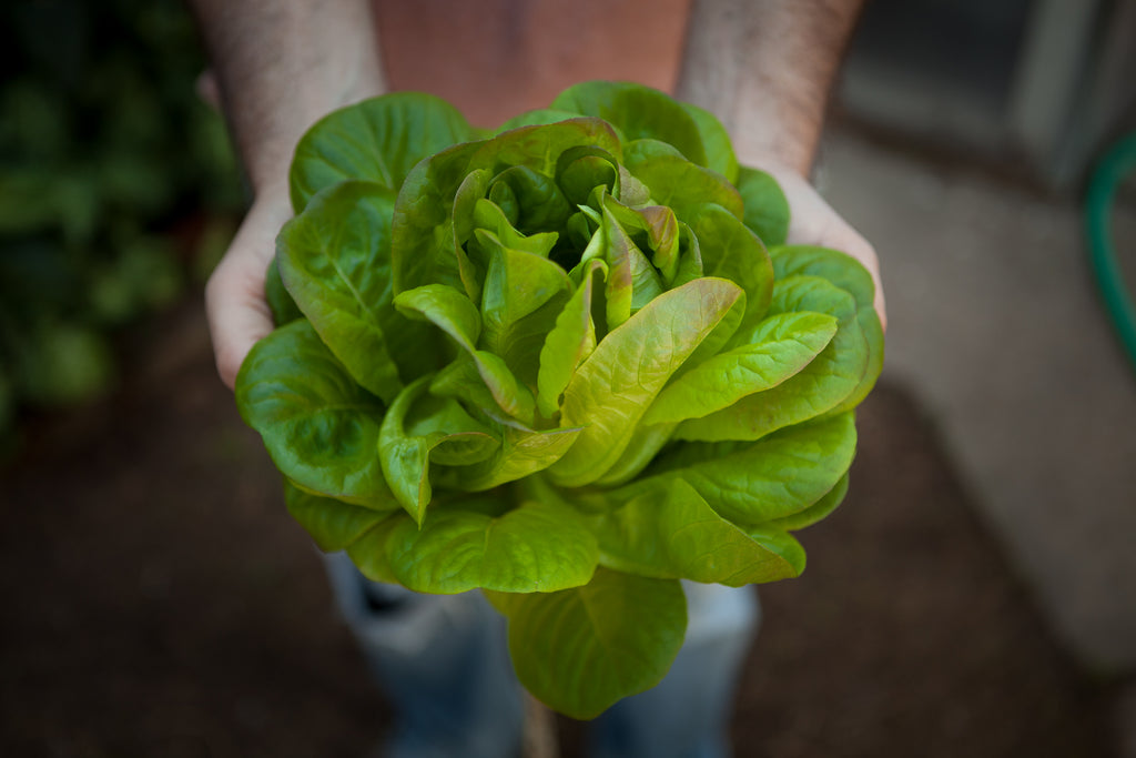 Image of a farmer presenting a beautiful head of living lettuce