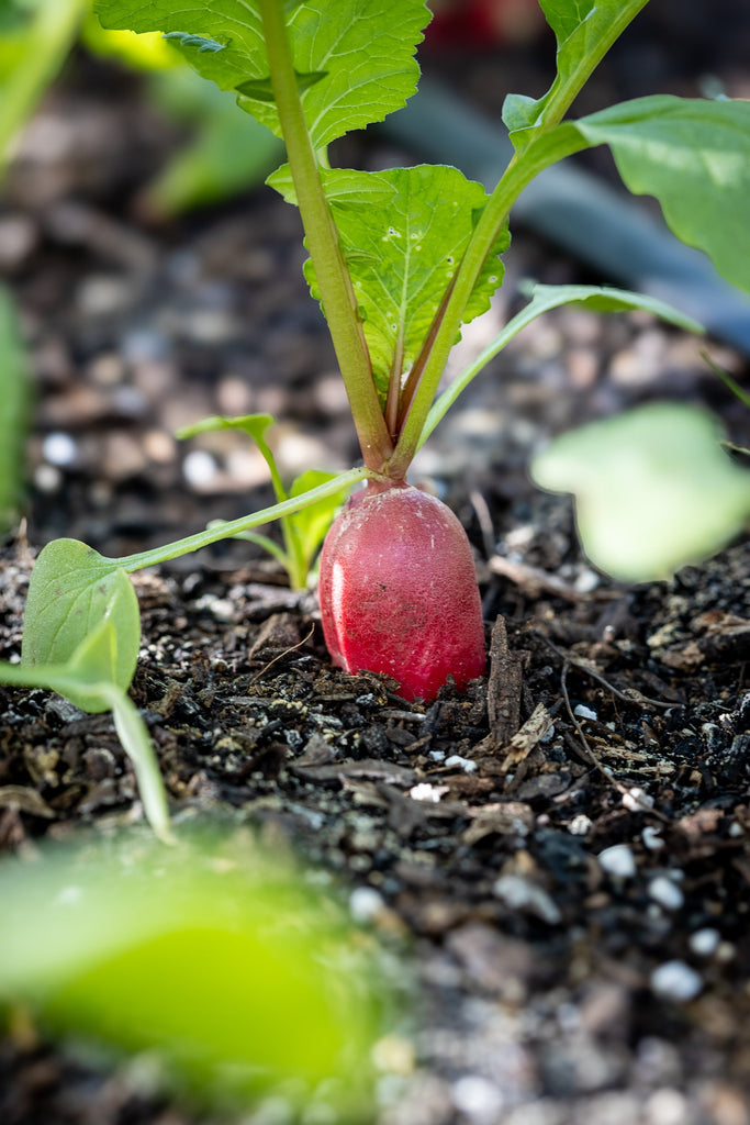 FarmBox Contents - Week 47 - 2025